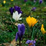 Purple and white spring flowers starting to show through.