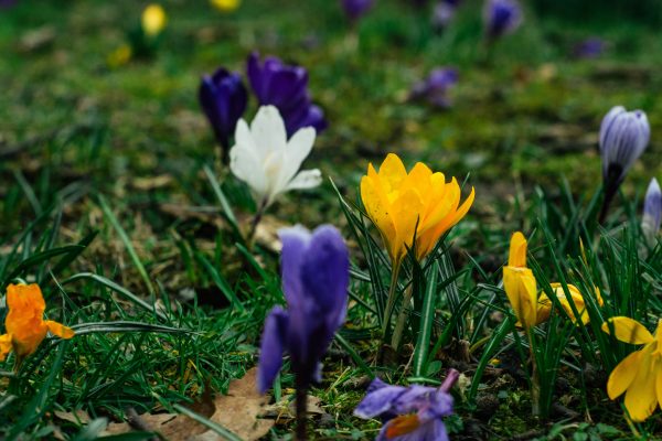 Purple and white spring flowers starting to show through.