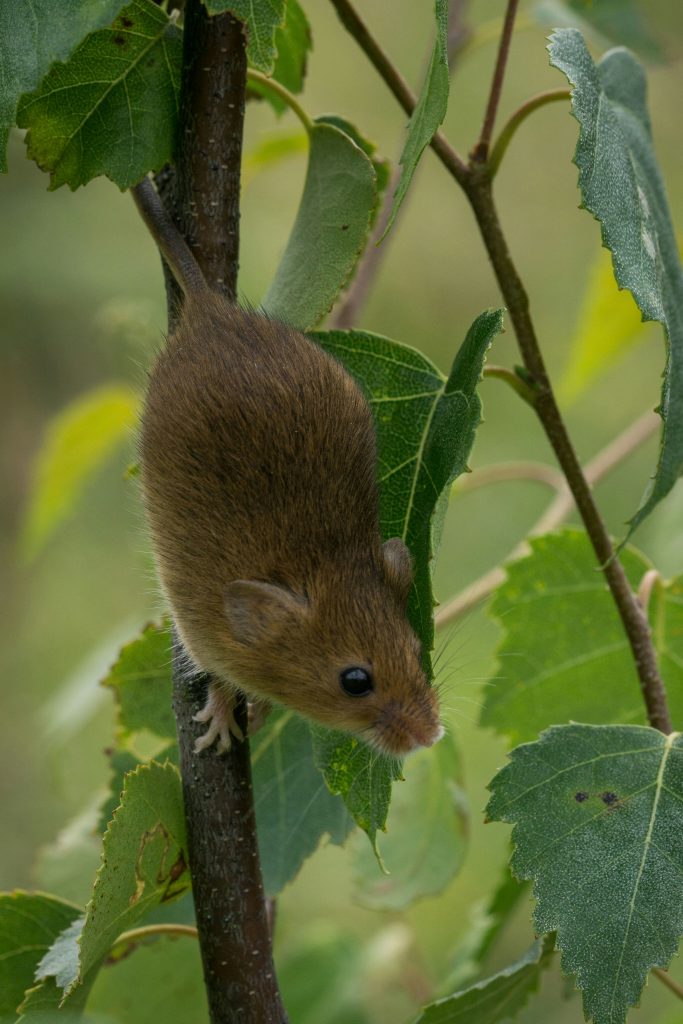 A dormouse hiding in leaves.