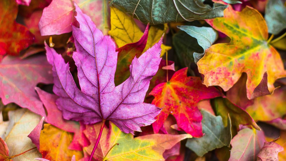 Autumn leaves, signalling the start of a new term.