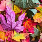 Autumn leaves, signalling the start of a new term.