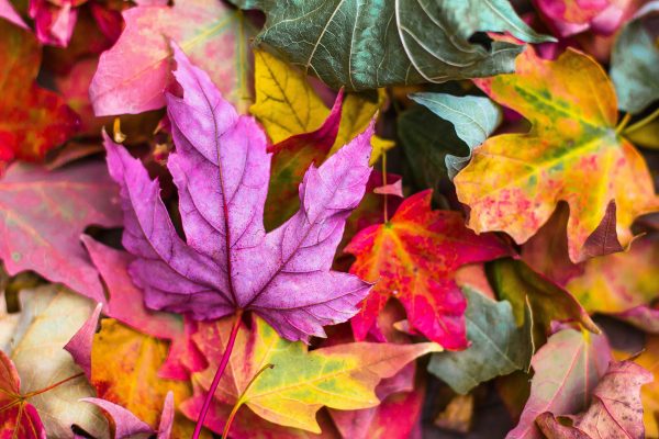 Autumn leaves, signalling the start of a new term.