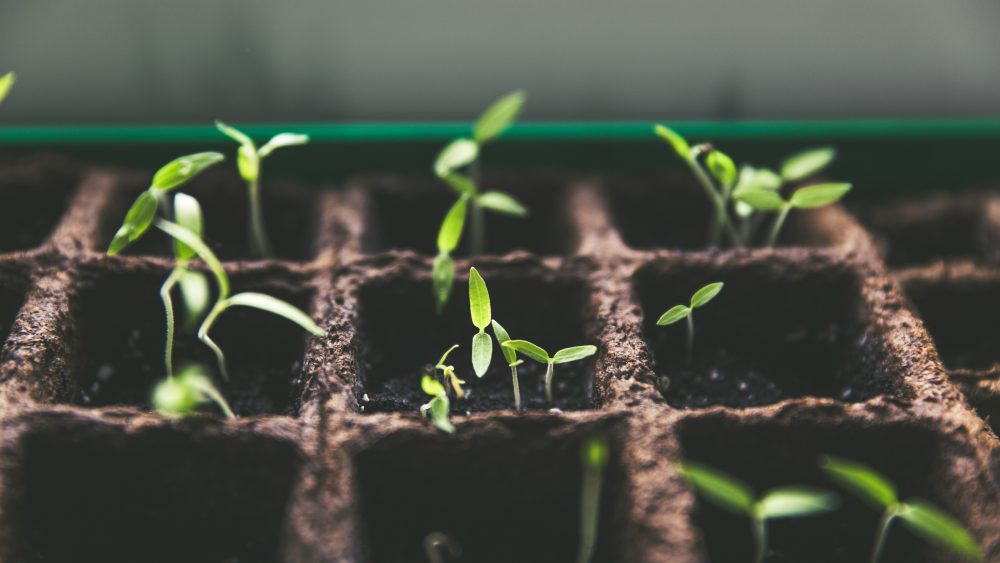 Seedlings growing
