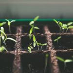 Seedlings growing